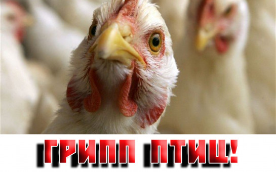 Грипп птиц. Грипп птиц.